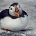 puffin_atlantic_msi_h_1252_can0872.jpg